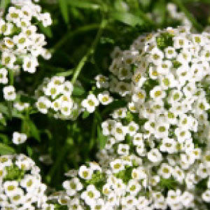 ALYSSUM Seeds, Carpet of Snow - Tampa Home & Garden Store