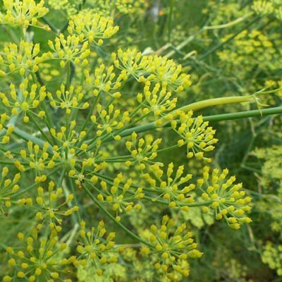 ANISE Seeds - Tampa Home & Garden Store