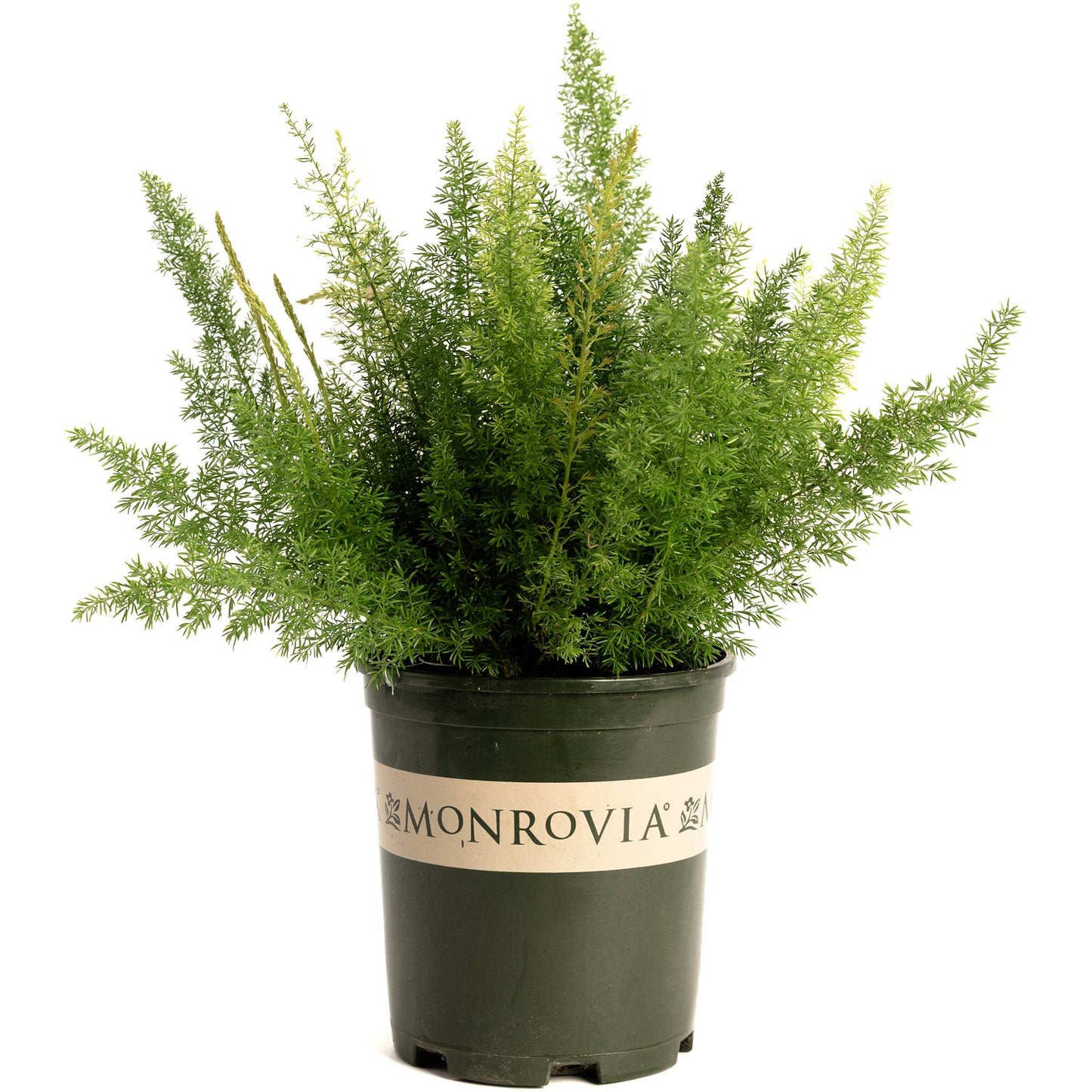 Foxtail Fern plant in a Monrovia pot with dense feathery green foliage on Tampa Home & Garden Store