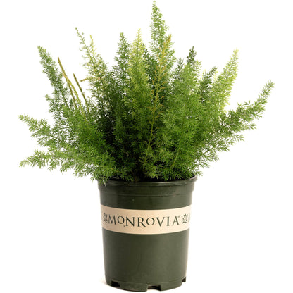 Foxtail Fern plant in a Monrovia pot with dense feathery green foliage on Tampa Home & Garden Store