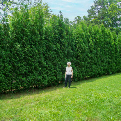 American Pillar Thuja plant, tall evergreen hedge, Live Good Logistics on Tampa Home & Garden Store