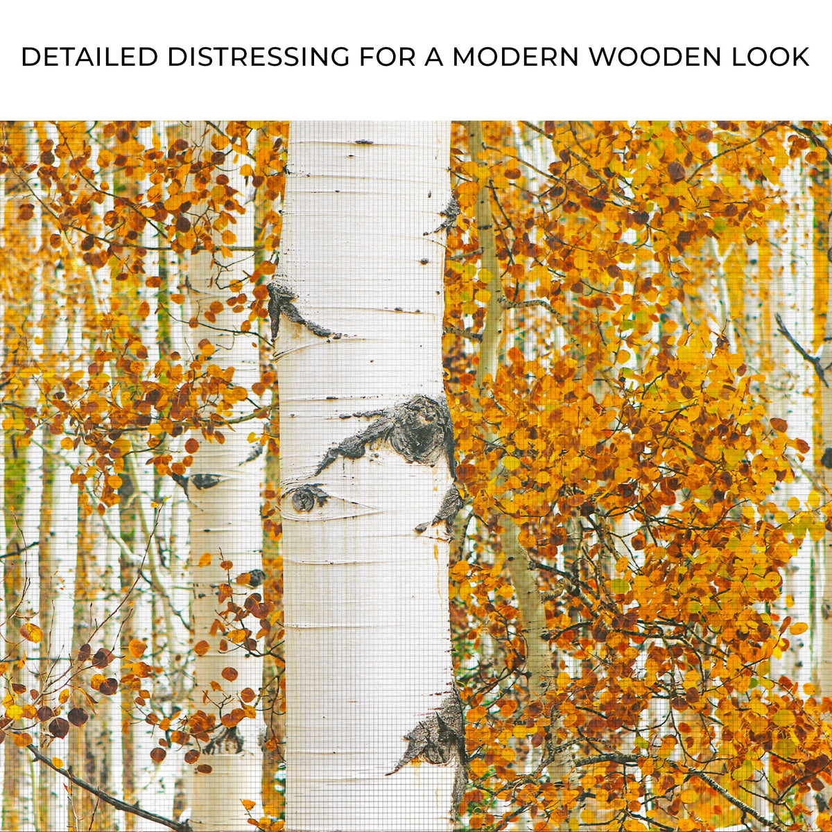 Autumn Tree Barks Canvas Wall Art by Tailored Canvases birch trunks with orange leaves on canvas on Tampa Home & Garden Store