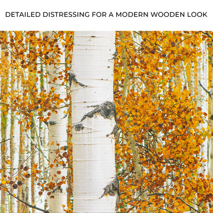 Autumn Tree Barks Canvas Wall Art by Tailored Canvases birch trunks with orange leaves on canvas on Tampa Home & Garden Store