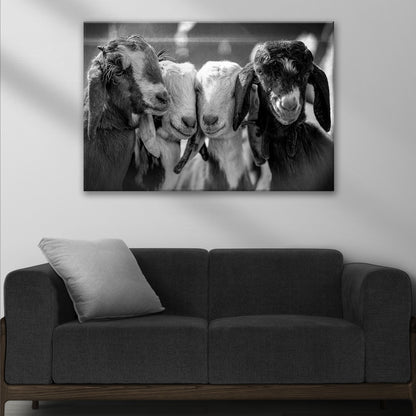 Black and white baby goats canvas wall art Tailored Canvases; trio close-up on crafting canvas on Tampa Home & Garden Store