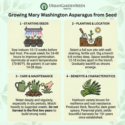 ASPARAGUS Seeds, Mary Washington - Tampa Home & Garden Store
