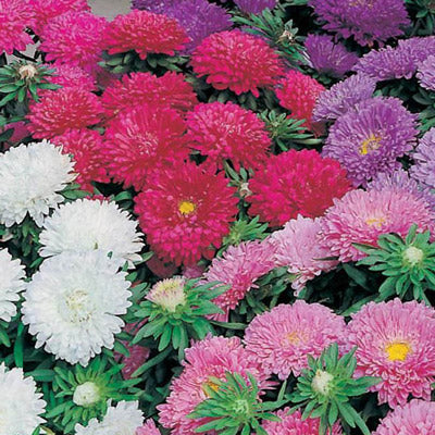 ASTER Seeds, Powder Puff Mix - Tampa Home & Garden Store