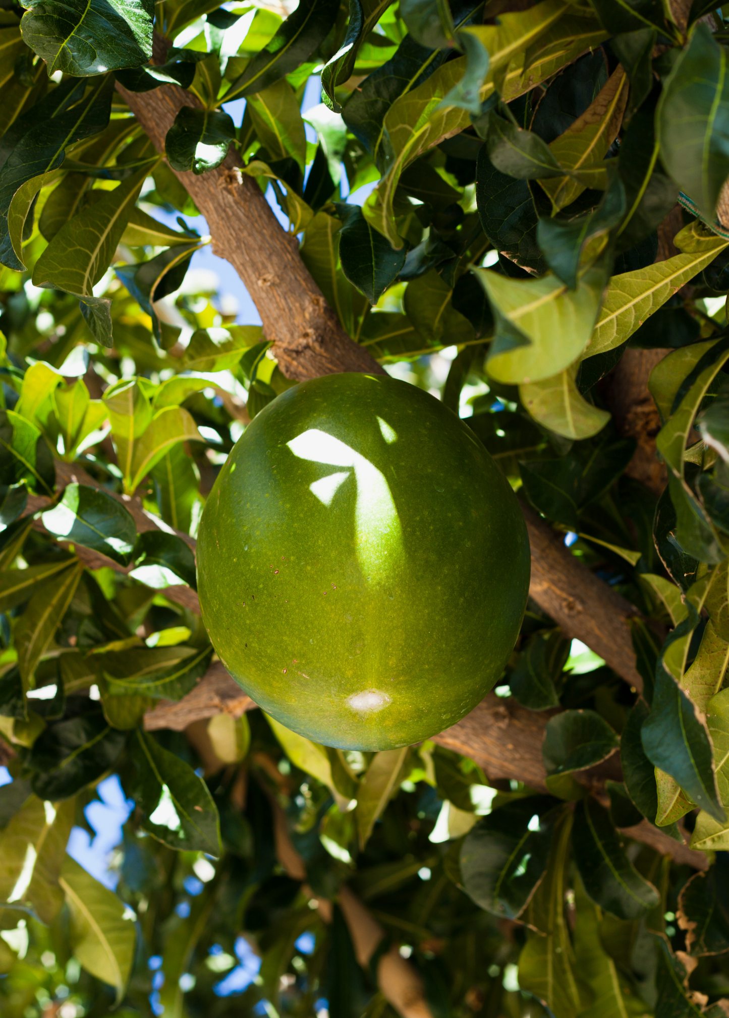 Abiu tree Pouteria caimito, tropical fruit tree Sow Exotic with large green fruit among leaves on Tampa Home & Garden Store