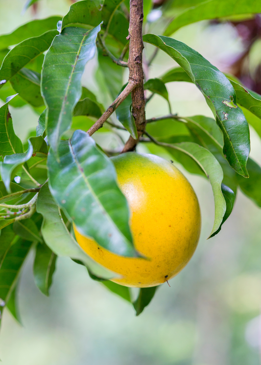 Abiu tropical fruit tree with yellow fruit and glossy leaves Sow Exotic landscaping plant on Tampa Home & Garden Store