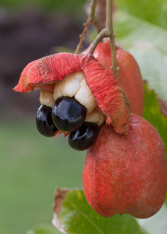 Ackee (Blighia sapida) - Tampa Home & Garden Store