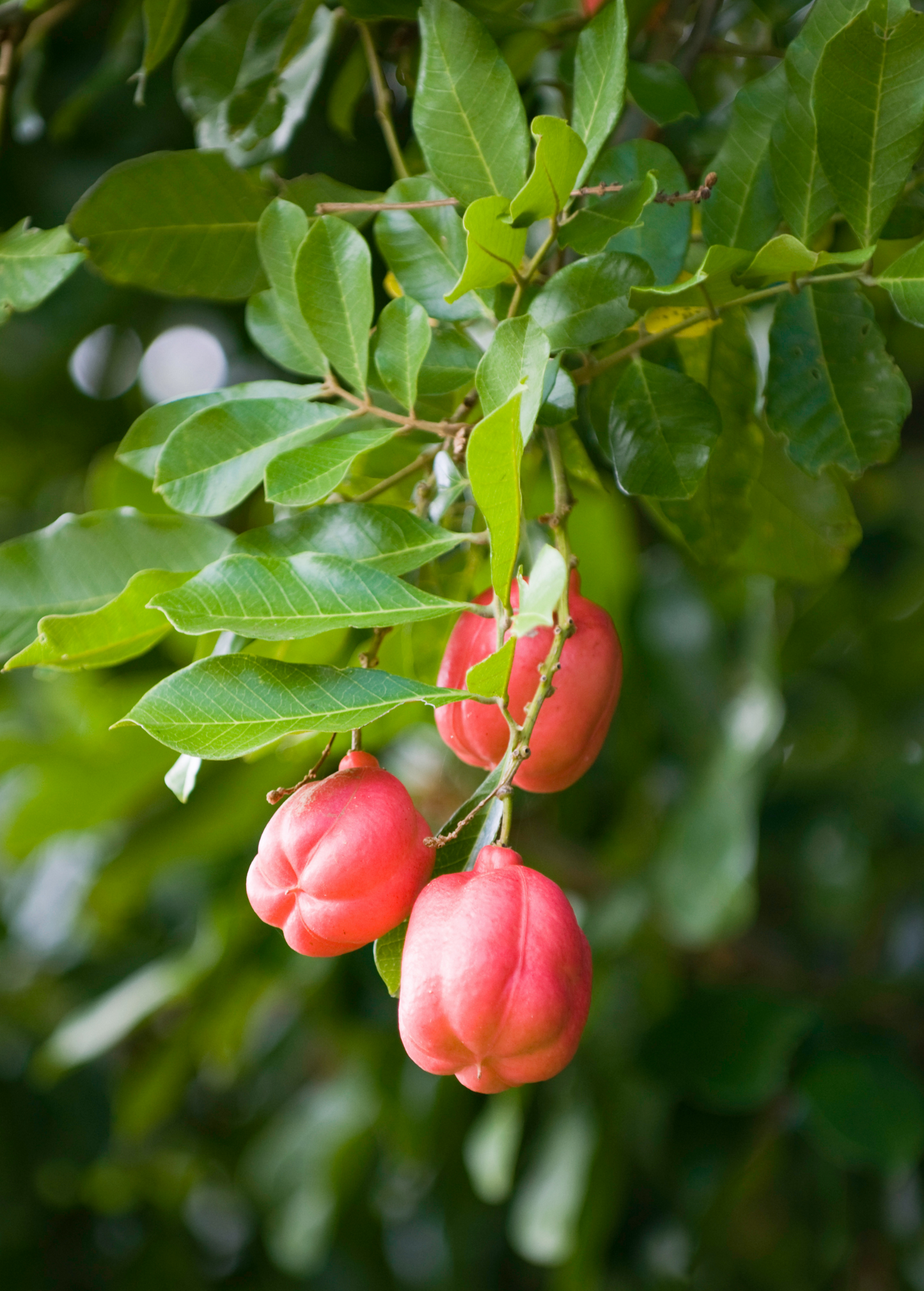 Ackee (Blighia sapida) - Tampa Home & Garden Store