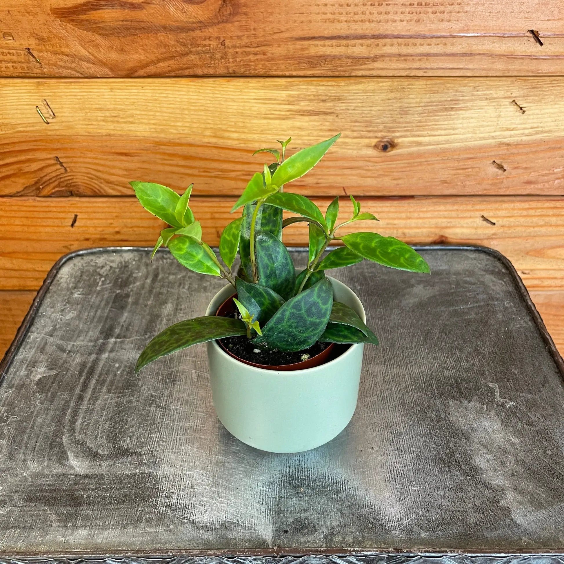 Aeschynanthus Lipstick Black Pagoda, 2" Plant - Tampa Home & Garden Store