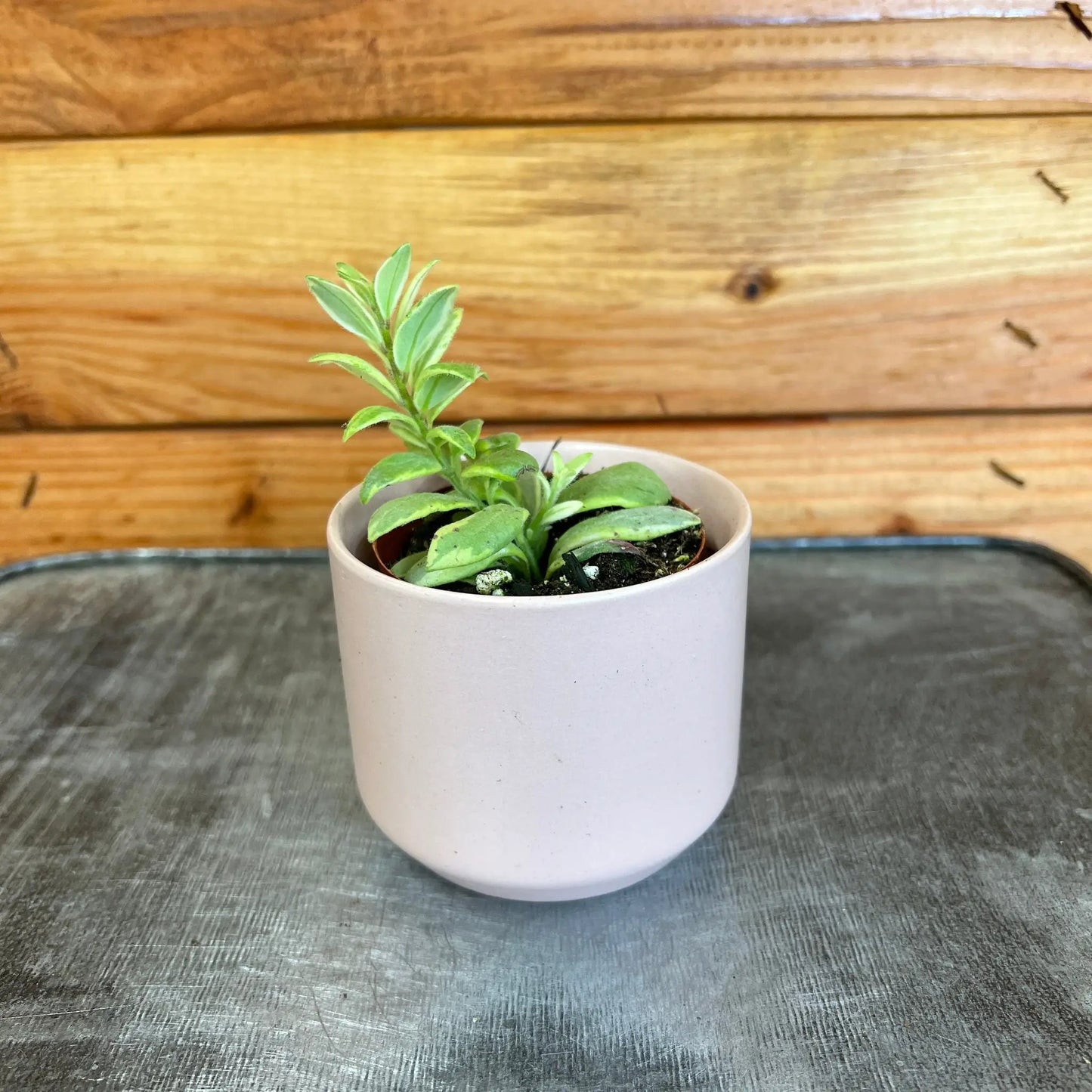 Aeschynanthus Lipstick Bolero Bicolore, 2" Plant - Tampa Home & Garden Store