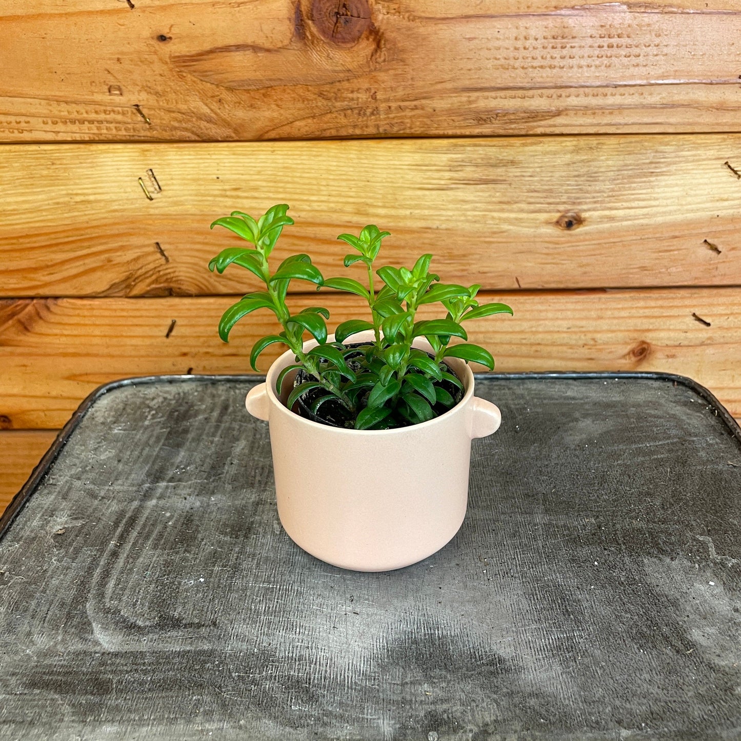 Aeschynanthus Lipstick Buxifolius Box Leaf, 2" Plant - Tampa Home & Garden Store