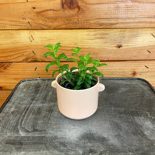 Aeschynanthus Lipstick Buxifolius Box Leaf, 2" Plant - Tampa Home & Garden Store