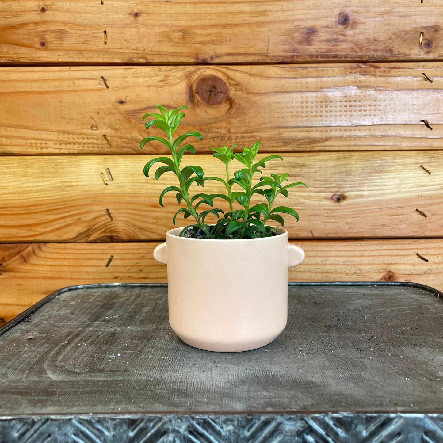 Aeschynanthus Lipstick Buxifolius Box Leaf, 2" Plant - Tampa Home & Garden Store