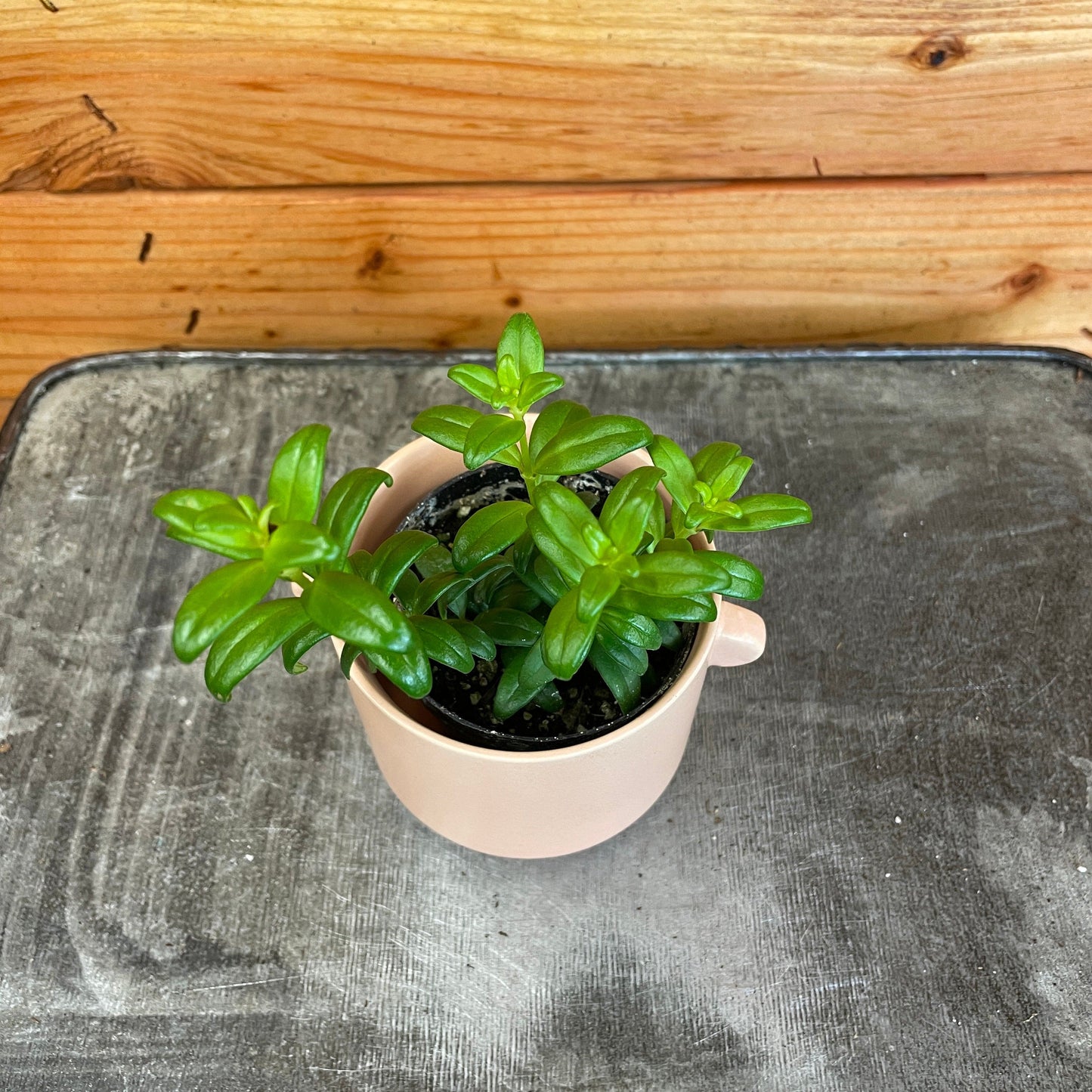 Aeschynanthus Lipstick Buxifolius Box Leaf, 2" Plant - Tampa Home & Garden Store