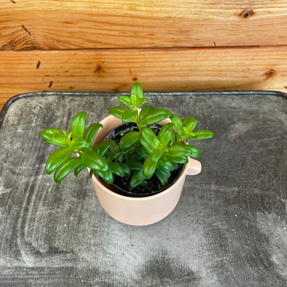 Aeschynanthus Lipstick Buxifolius Box Leaf, 2" Plant - Tampa Home & Garden Store