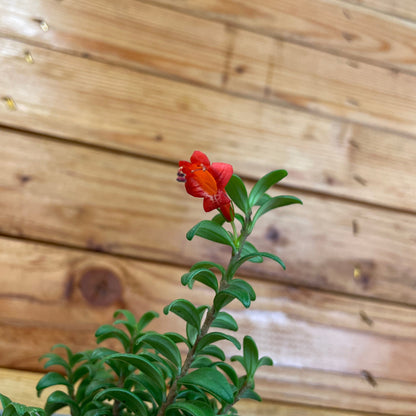 Aeschynanthus Lipstick Buxifolius Box Leaf, 2" Plant - Tampa Home & Garden Store