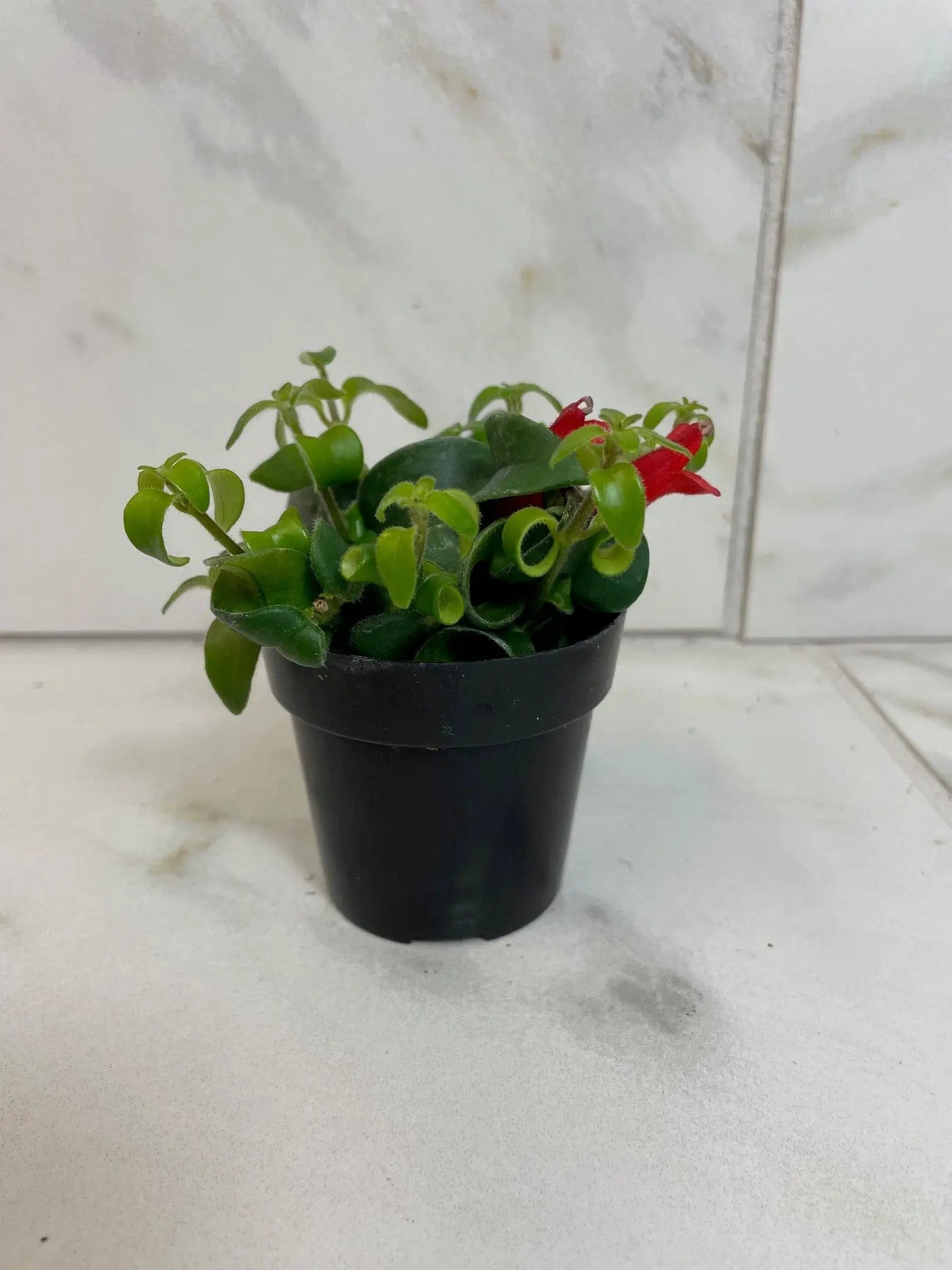 Aeschynanthus Lipstick Curly 2in plant with curly green leaves and a red flower in a black pot on Tampa Home & Garden Store