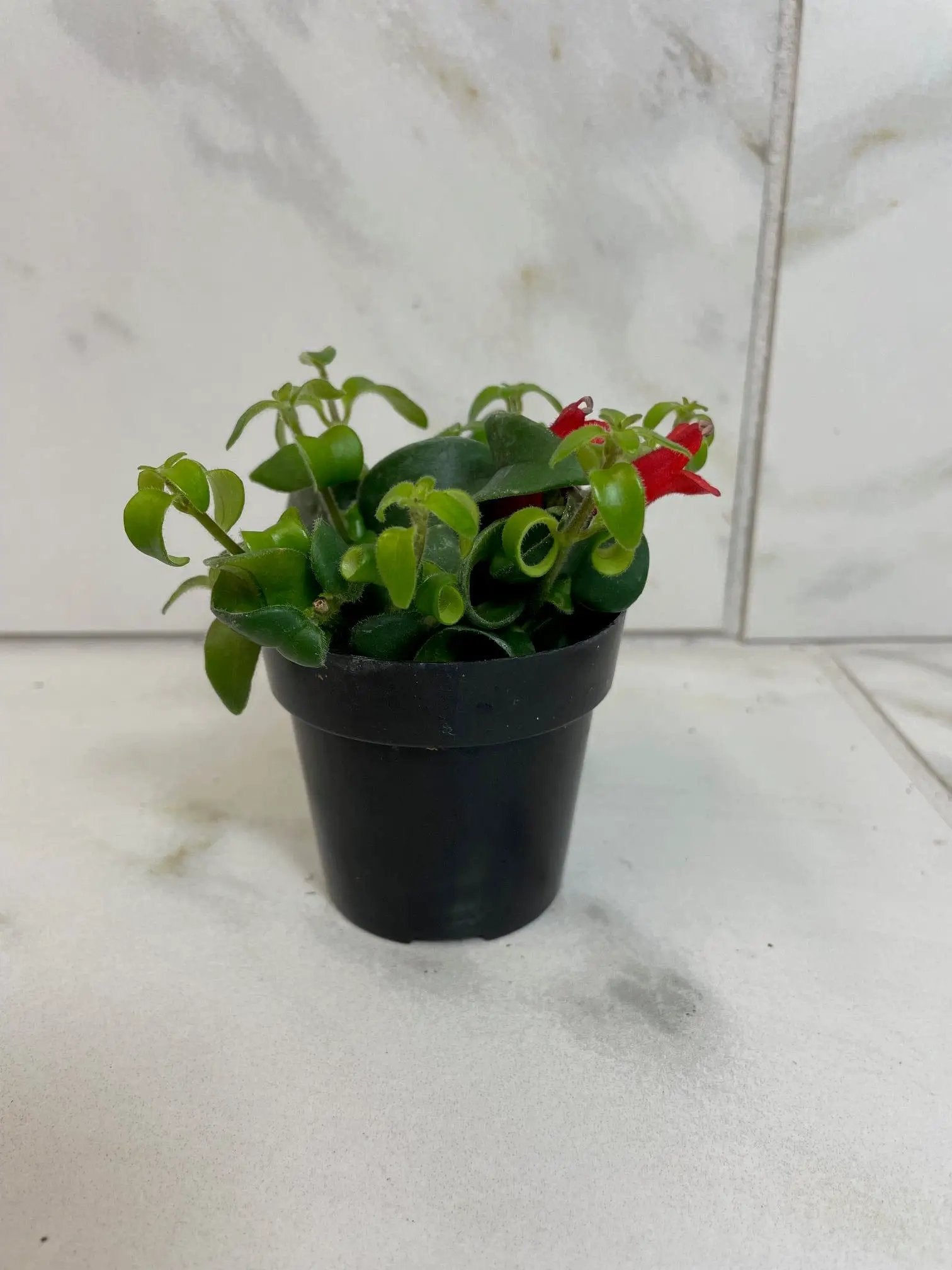 Aeschynanthus Lipstick Curly 2in plant with curly green leaves and a red flower in a black pot on Tampa Home & Garden Store