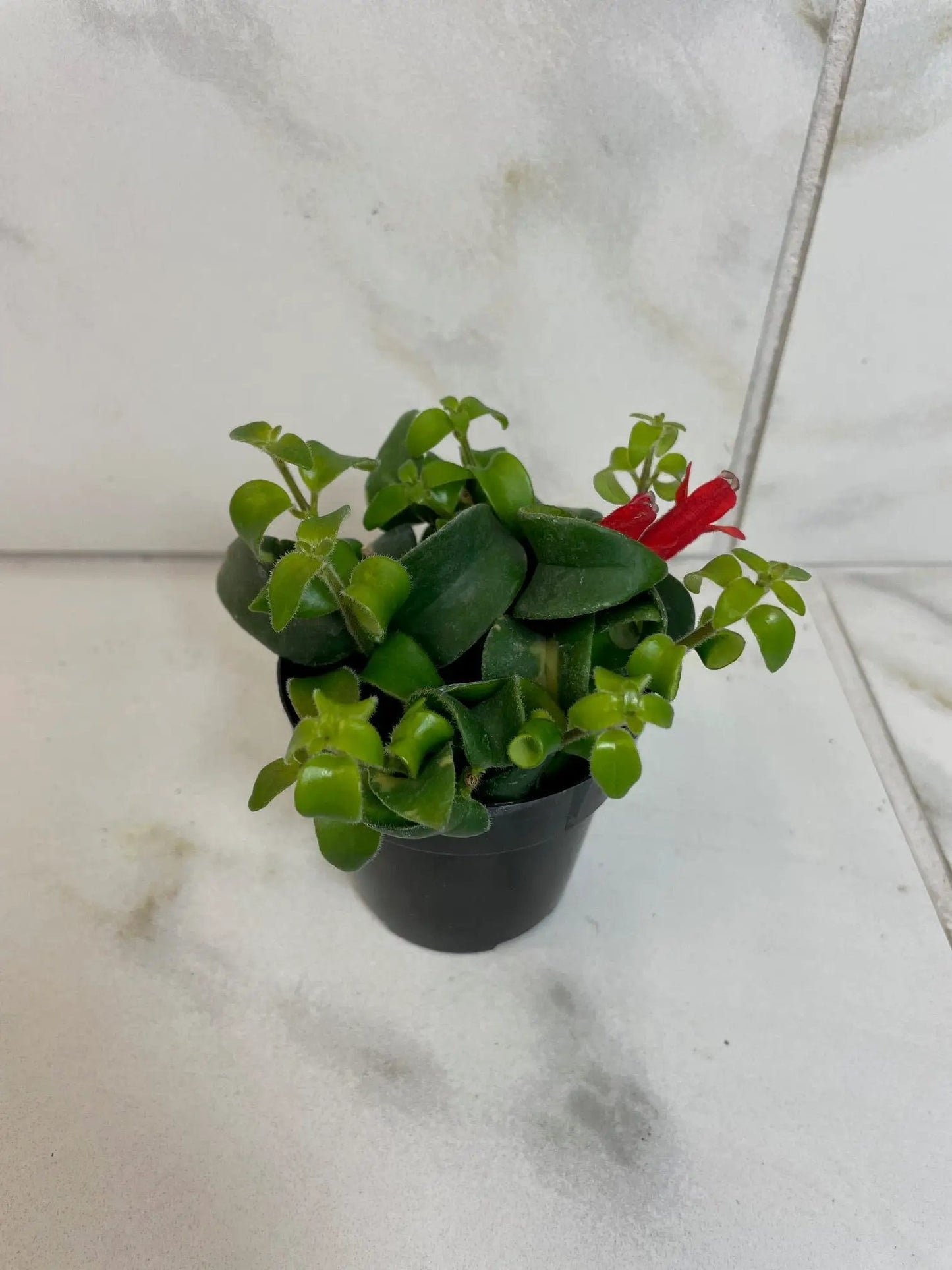 Aeschynanthus Lipstick Curly 2 in plant with compact green leaves and a red tubular bloom on Tampa Home & Garden Store