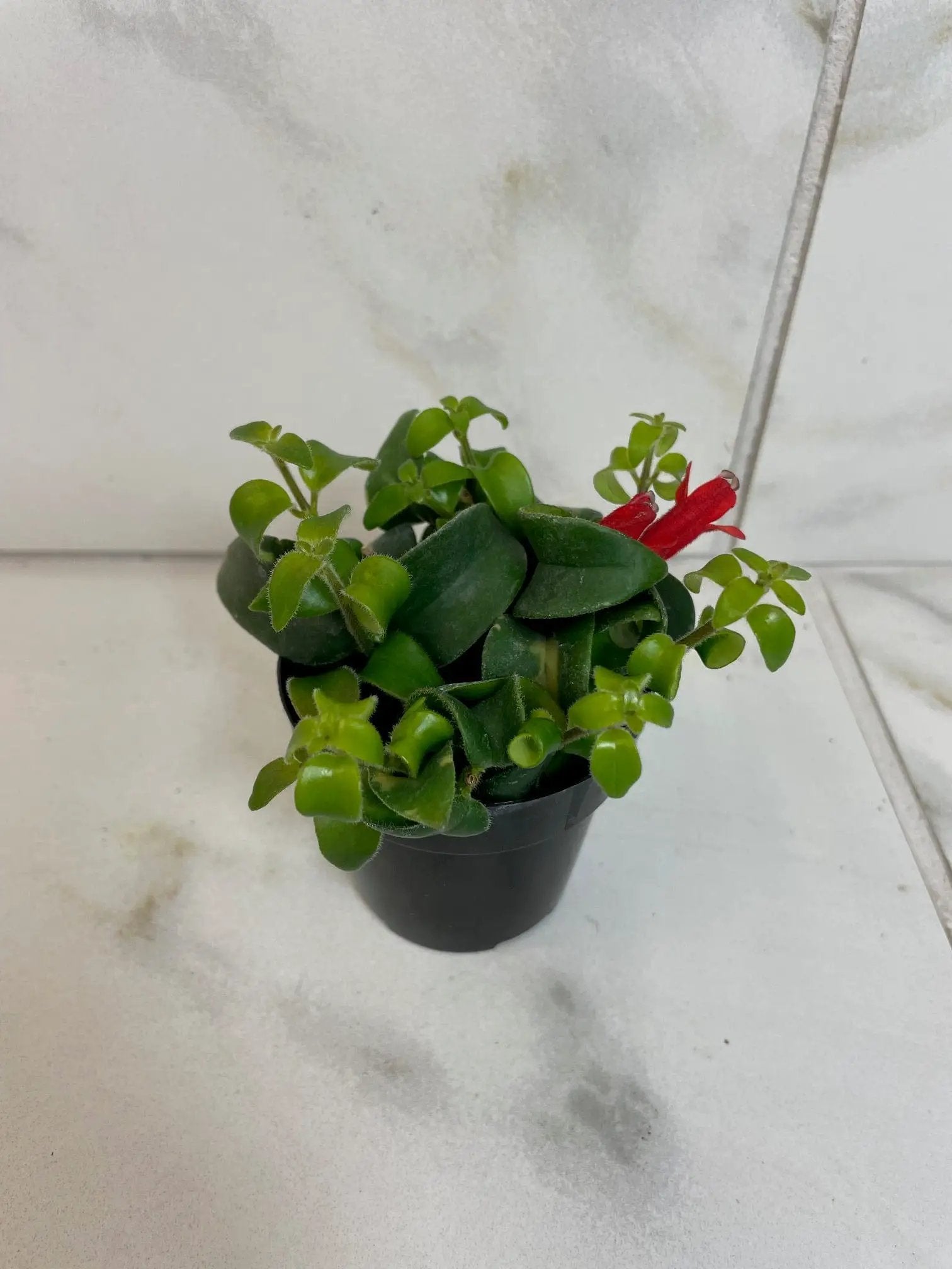 Aeschynanthus Lipstick Curly 2 in plant with compact green leaves and a red tubular bloom on Tampa Home & Garden Store