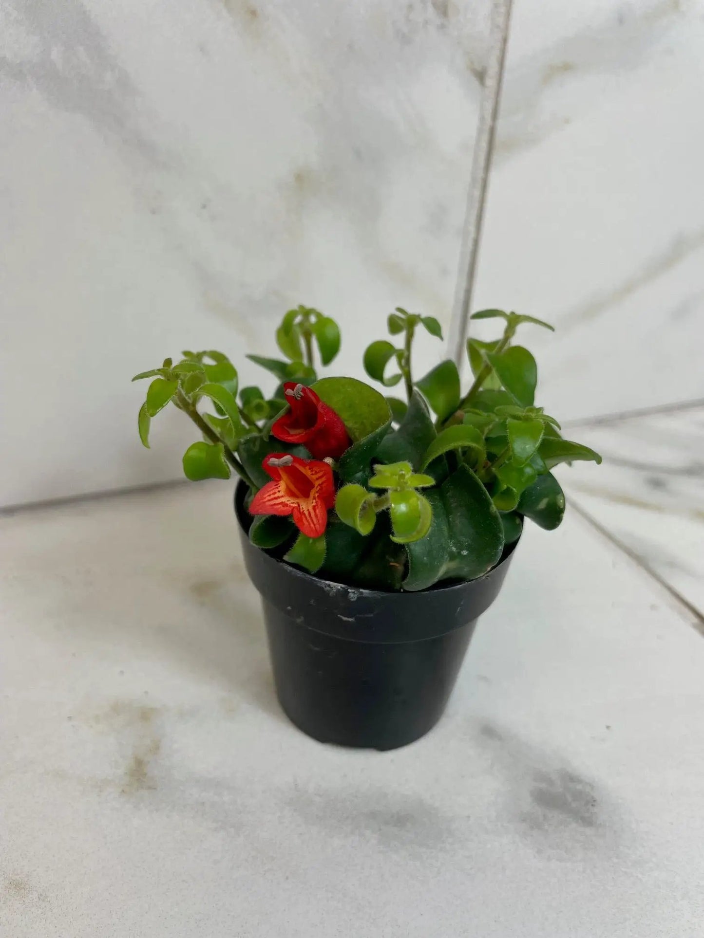 Aeschynanthus Lipstick Curly 2in plant with glossy green leaves and red-orange flowers in a black pot on Tampa Home & Garden Store