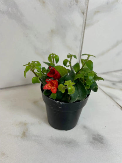Aeschynanthus Lipstick Curly 2in plant with glossy green leaves and red-orange flowers in a black pot on Tampa Home & Garden Store