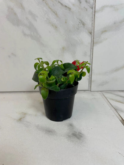 Aeschynanthus Lipstick Curly 2in plant with green leaves and red blooms in a black pot on Tampa Home & Garden Store