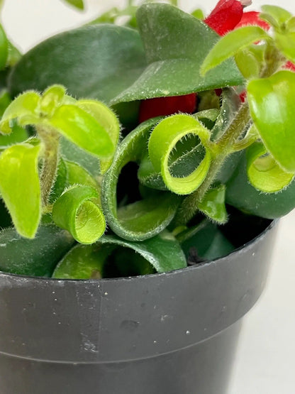 Aeschynanthus Lipstick Curly 2in plant with fuzzy curled green leaves on Tampa Home & Garden Store