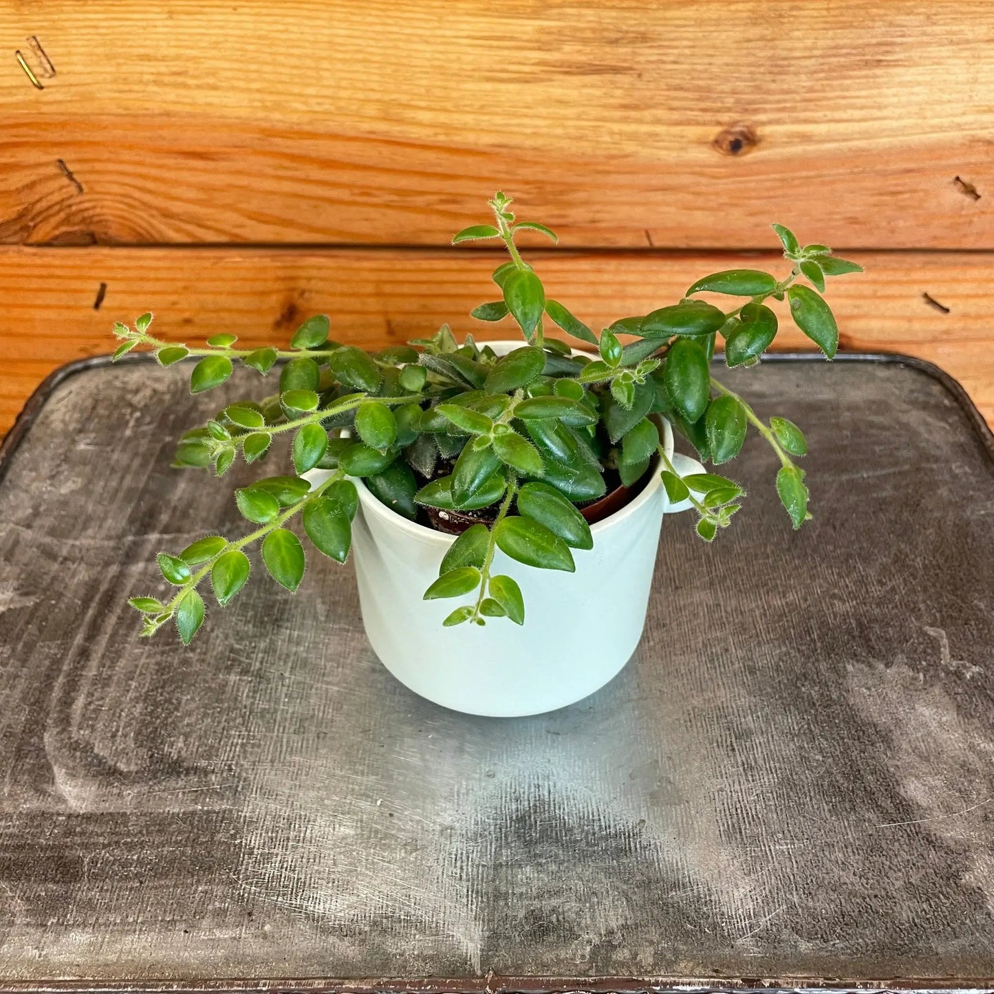 Aeschynanthus Lipstick Gracilis, 2" Plant - Tampa Home & Garden Store