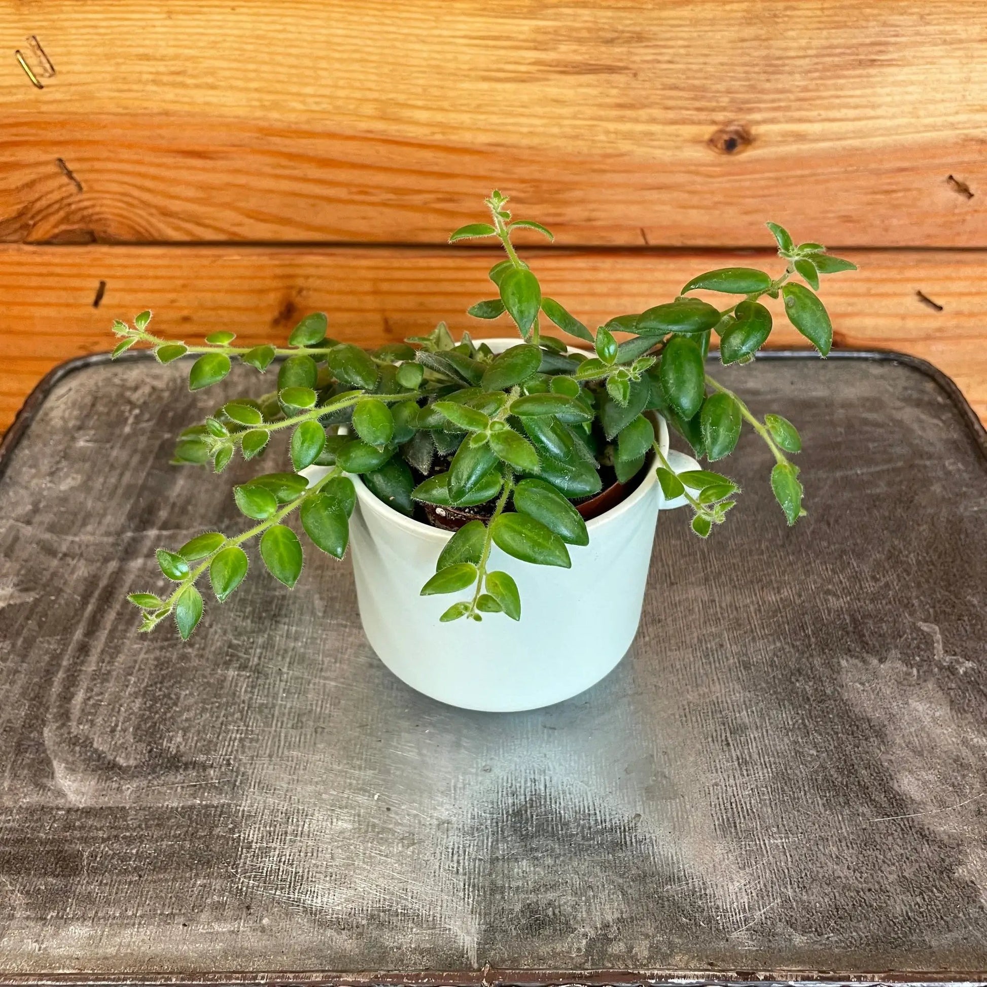Aeschynanthus Lipstick Gracilis, 2" Plant - Tampa Home & Garden Store