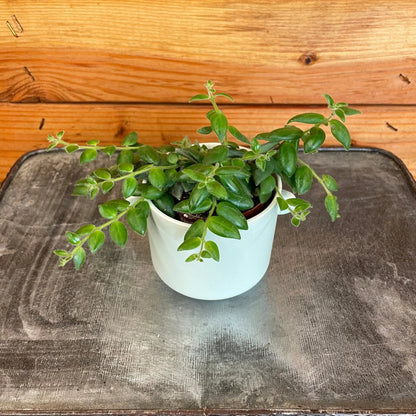 Aeschynanthus Lipstick Gracilis, 2" Plant - Tampa Home & Garden Store