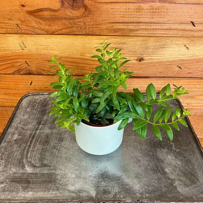 Aeschynanthus Lipstick Japhrolepis, 2" Plant - Tampa Home & Garden Store