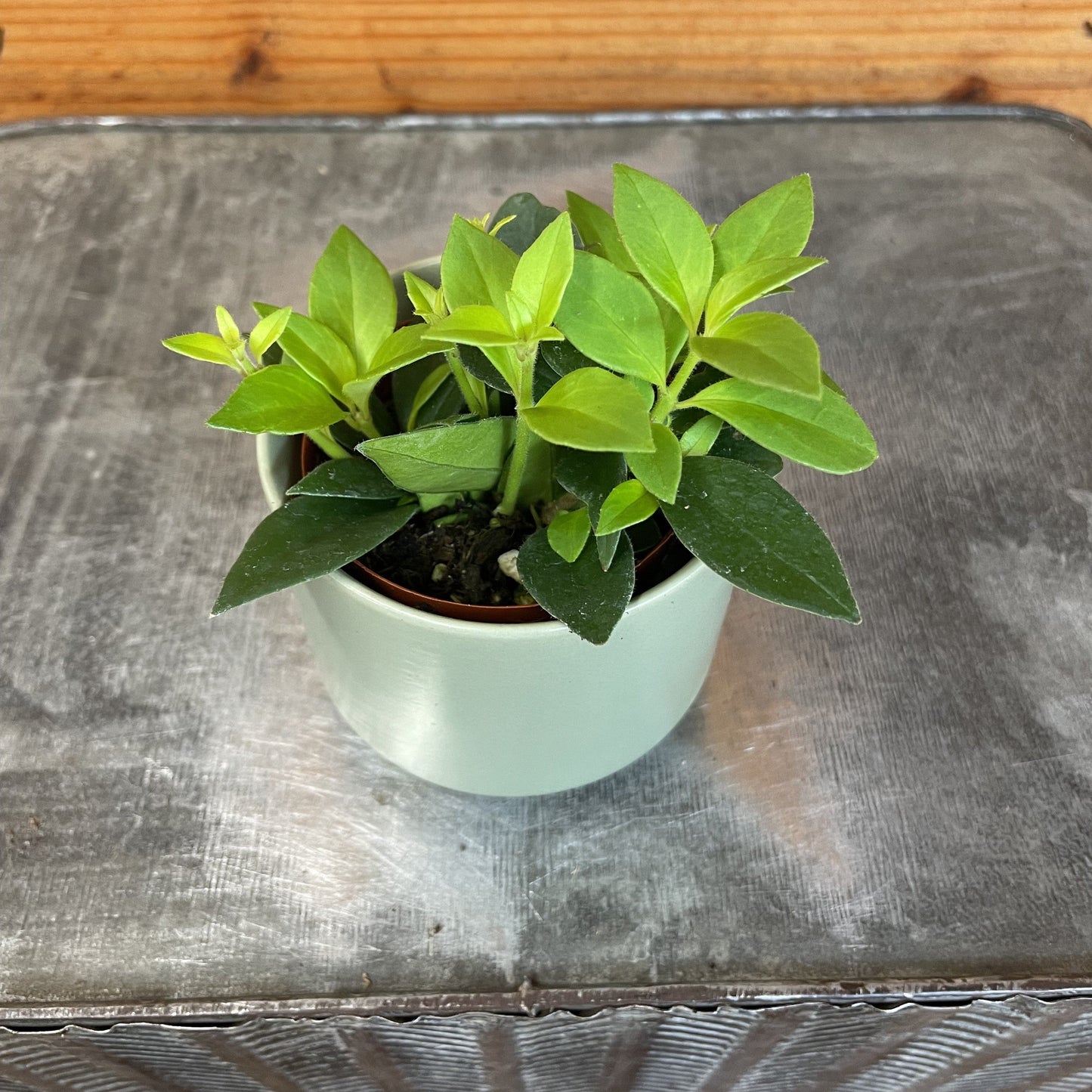 Aeschynanthus Lipstick Purple Star, 2" Plant - Tampa Home & Garden Store