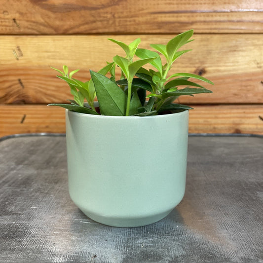 Aeschynanthus Lipstick Purple Star, 2" Plant - Tampa Home & Garden Store