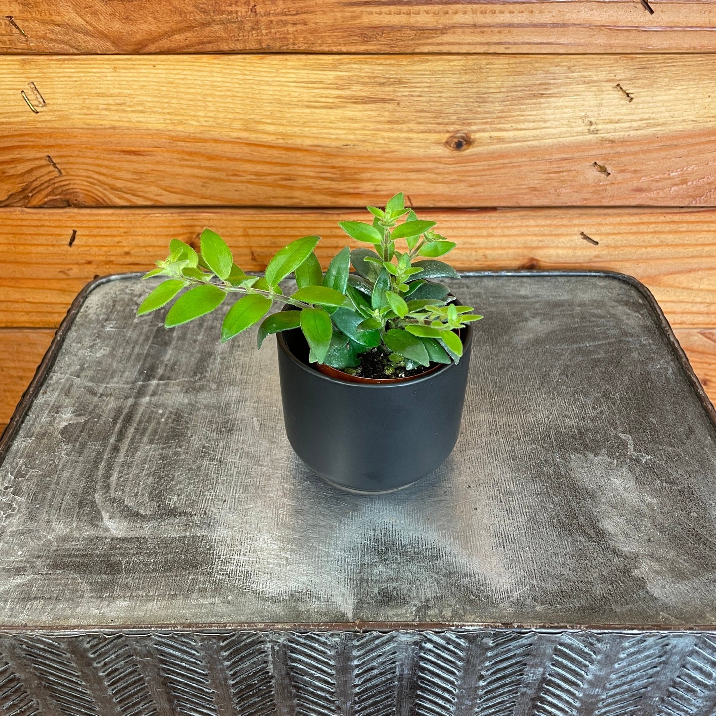 Aeschynanthus Lipstick Ruby, 2" Plant - Tampa Home & Garden Store