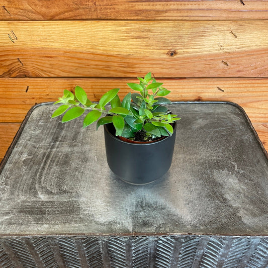 Aeschynanthus Lipstick Ruby, 2" Plant - Tampa Home & Garden Store