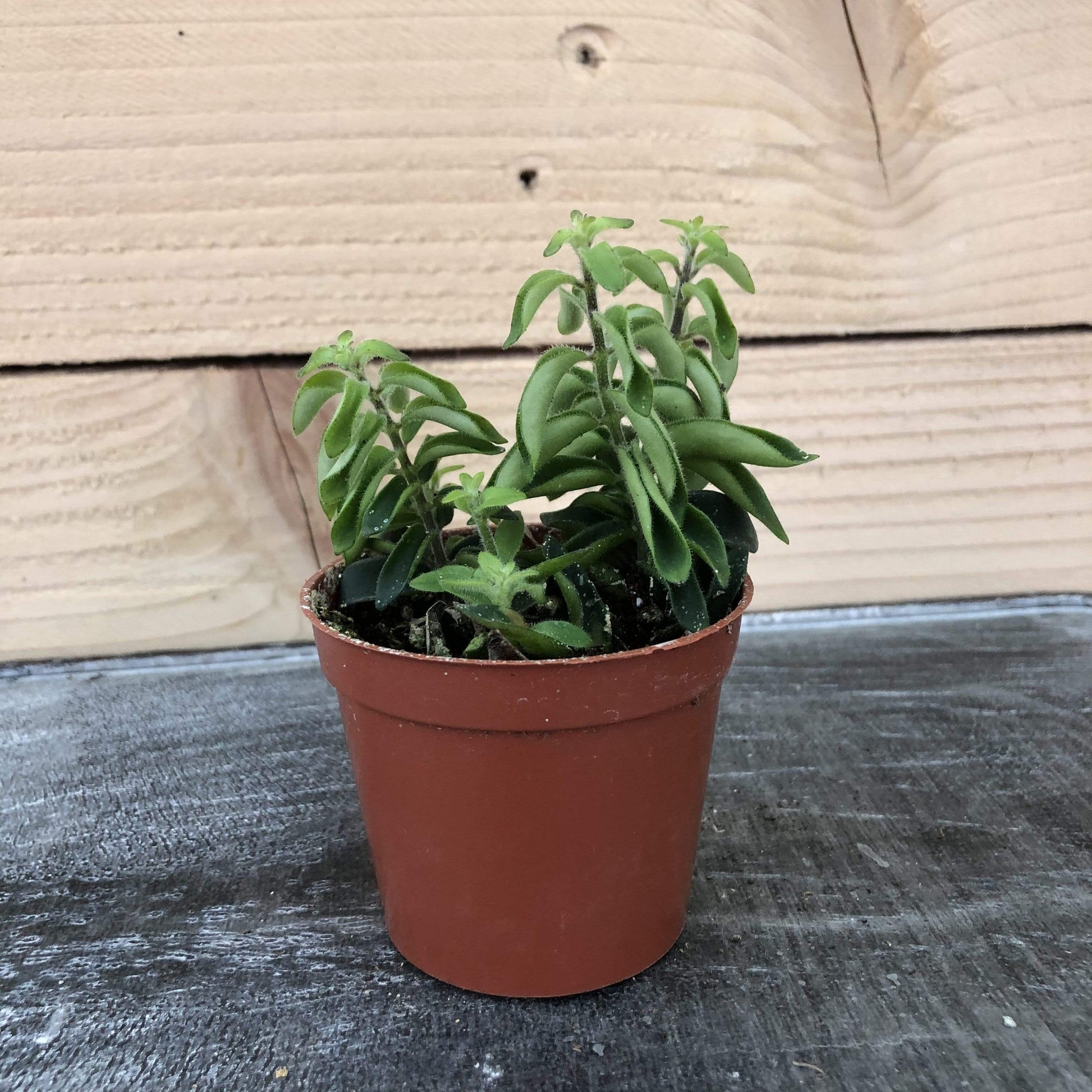 Aeschynanthus Lipstick Twister, 2" Plant - Tampa Home & Garden Store
