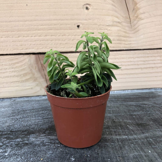 Aeschynanthus Lipstick Twister, 2" Plant - Tampa Home & Garden Store