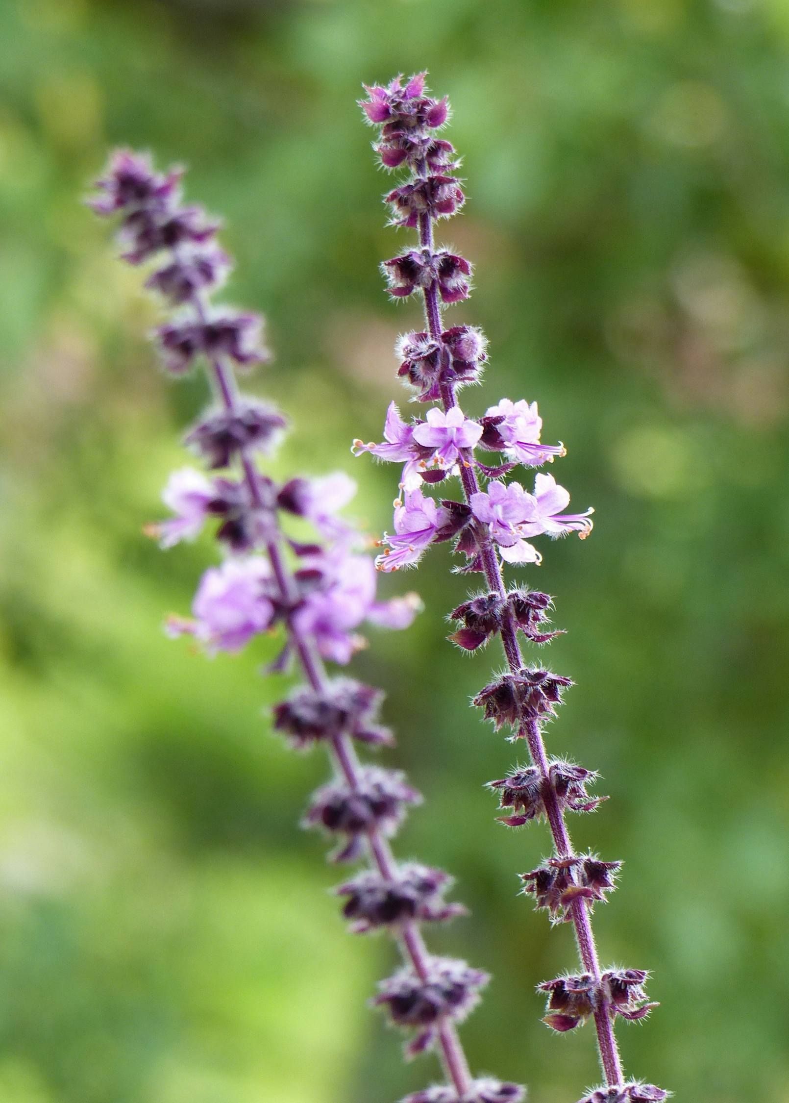 African Blue Basil (Ocimum Kilimandscharicum × Basilicum 'Dark Opal') - Tampa Home & Garden Store