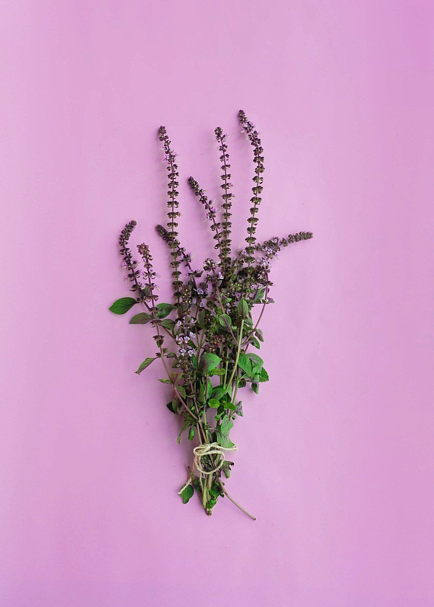 African Blue Basil (Ocimum Kilimandscharicum × Basilicum 'Dark Opal') - Tampa Home & Garden Store