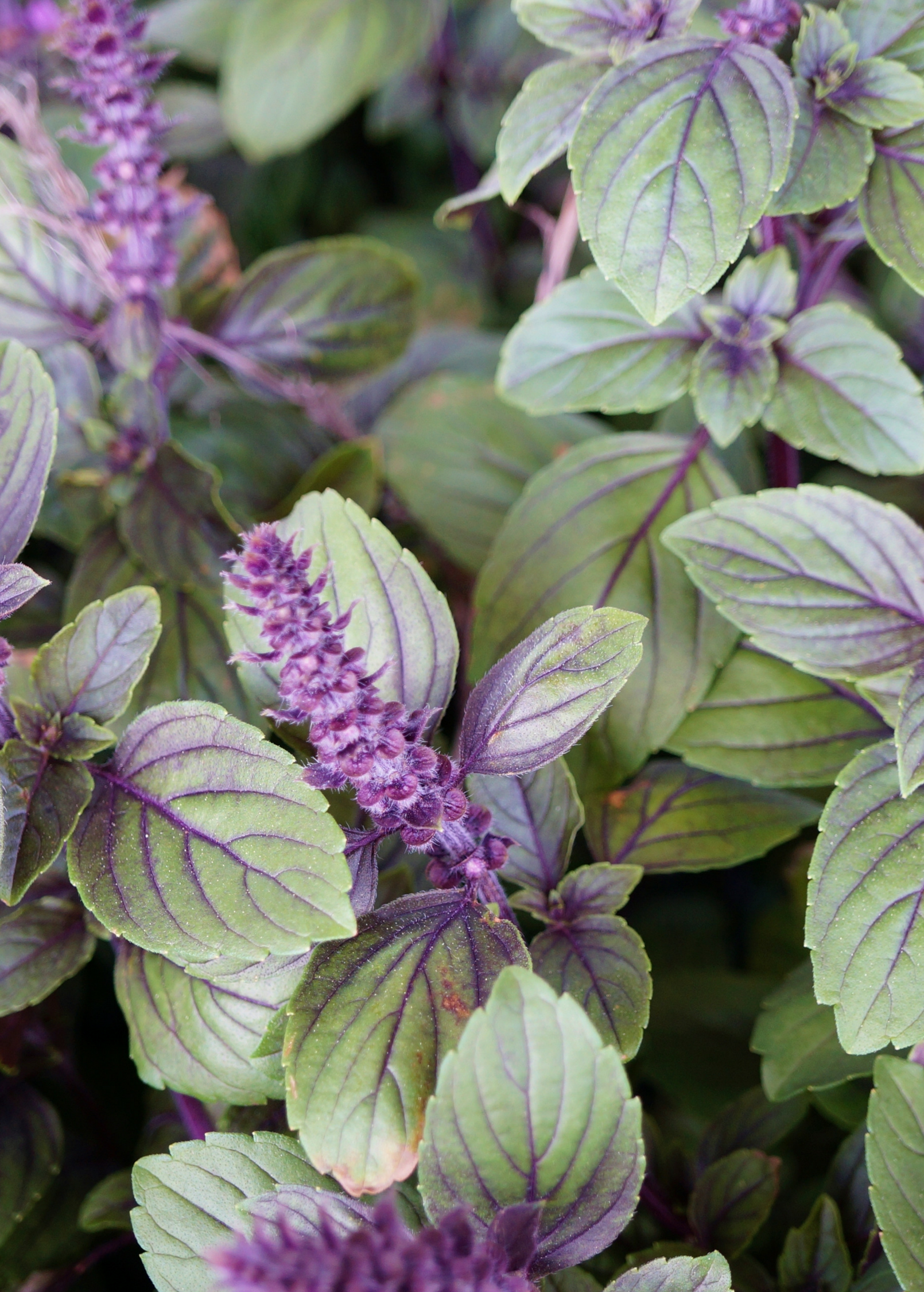 African Blue Basil (Ocimum Kilimandscharicum × Basilicum 'Dark Opal') - Tampa Home & Garden Store