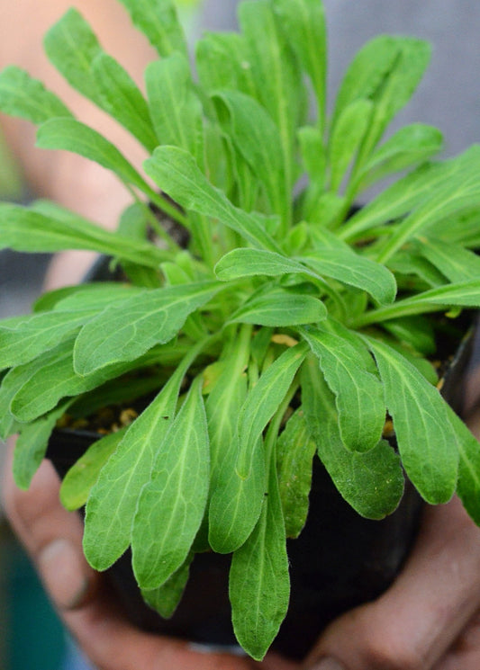 African Dream Root Plant (Silene undulata syn. Silene capensis)