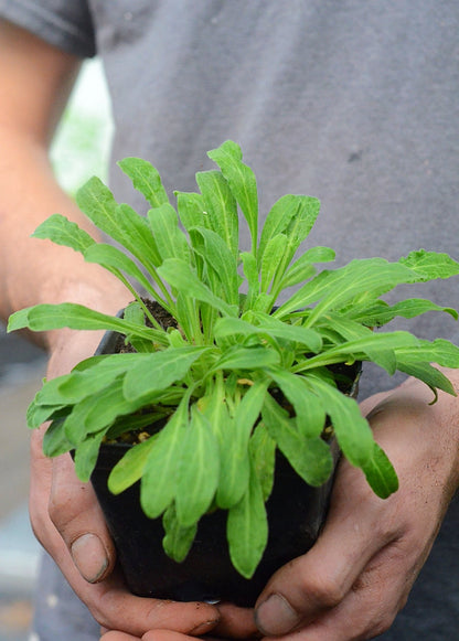 Planta raíz de los sueños africana (Silene undulata syn. Silene capensis)