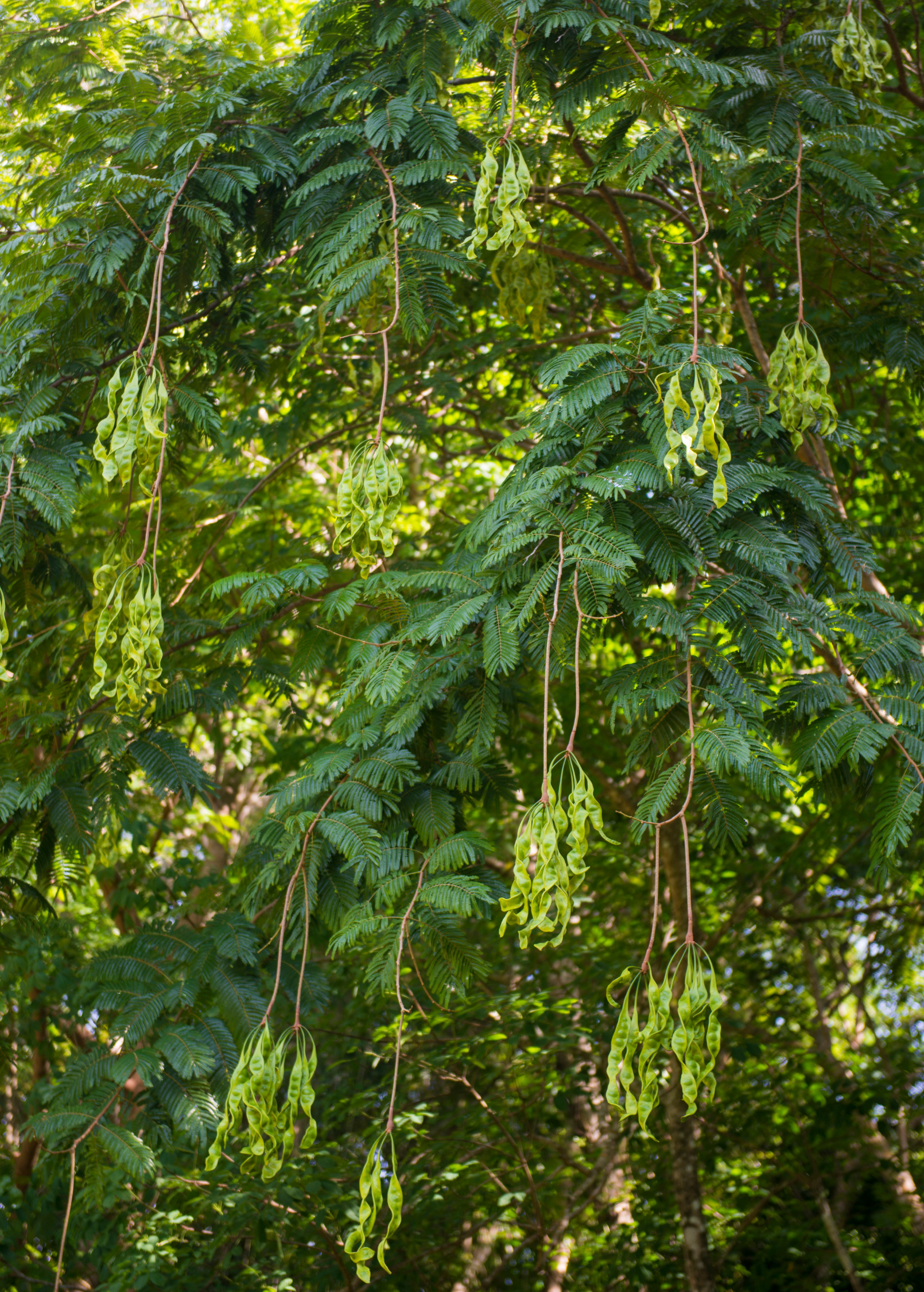 African Locust Bean Tree (Parkia biglobosa) - Tampa Home & Garden Store