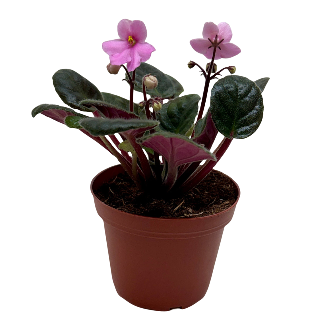 African Violet Pink 4in plant in brown pot with fuzzy green leaves and pink blooms on Tampa Home & Garden Store
