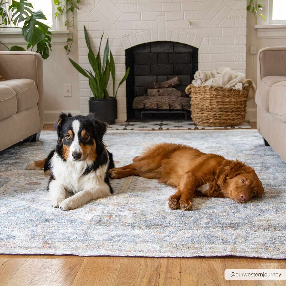 Afya Boutique Washable Rug, light blue gray patterned, two dogs lounge on it in a cozy living room on Tampa Home & Garden Store