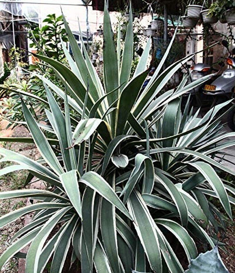 Agave Americana - 15 Seeds - Century Succulent Seeds Cactus Perennial Plant Garden - Tampa Home & Garden Store