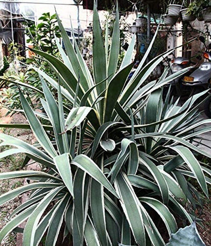 Agave Americana - 15 Seeds - Century Succulent Seeds Cactus Perennial Plant Garden - Tampa Home & Garden Store